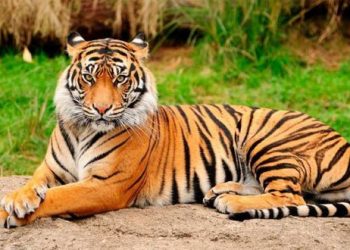 Trabajador de un zoo en Florida fue atacado por un tigre