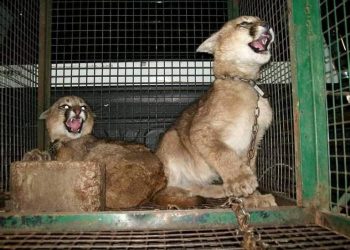 CDMX alista estrategia para eliminar la venta de animales en mercados