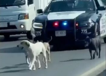 Policía custodia a perritos en Nuevo León para evitar que sean atropellados