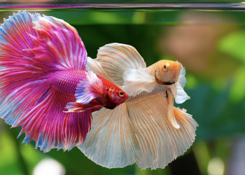 Científicos crían peces sin espinas intramusculares