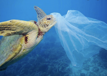 Residuos plásticos ponen en peligro a los animales de la costa bonaerense