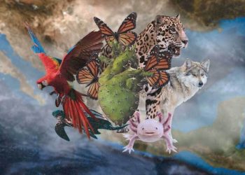 Conoce la plataforma de consulta creada por la CONABIO, ¡te sorprenderás!