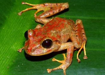 Descubren una nueva especie de rana y la bautizan como Greta Thunberg