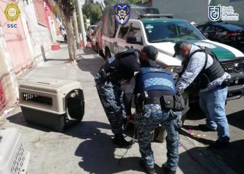 Policías capitalinos rescatan a 12 perros: hay un detenido  