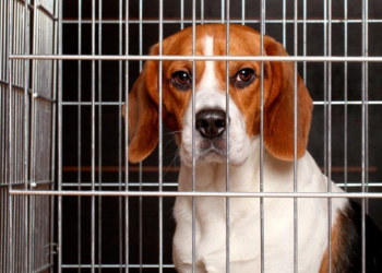 Presentan iniciativa para regular compra y venta de mascotas