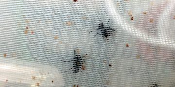 Diminuta mosca amenaza aves endémicas en Islas Galápagos
