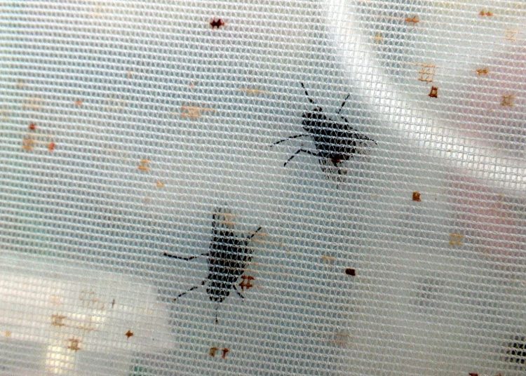 ACOMPAÑA CRÓNICA: ECUADOR MEDIO AMBIENTE AME259. SANTA CRUZ (ECUADOR), 22/01/2022.- Fotografía de la mosca invasora parasítica Philornis downsi en la Fundación Charles Darwin, en octubre de 2021 en Santa Cruz, Galápagos (Ecuador). Diminuta y negra, la mosca invasora parasítica Philornis downsi es una amenaza para 21 especies de aves endémicas y nativas de Galápagos, incluidas 12 de los 17 pinzones del archipiélago ecuatoriano, adonde llegó por accidente en los años sesenta. EFE/Juan Francisco Chávez