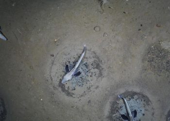 Hallan una colonia con 60 millones de nidos de peces de hielo en la Antártida