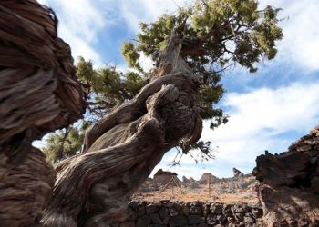 Conoce al árbol más viejo de Europa