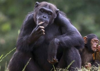 Los chimpancés necesitan aprender de otros los comportamientos complejos