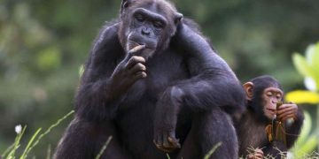 Los chimpancés necesitan aprender de otros los comportamientos complejos