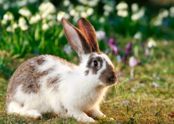 ¡Increíble! Por impulsos eléctricos regeneran cartílago de la rodilla de un conejo