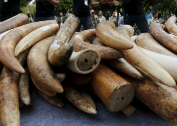 Treinta años de cárcel para un traficante de cuernos de rinoceronte