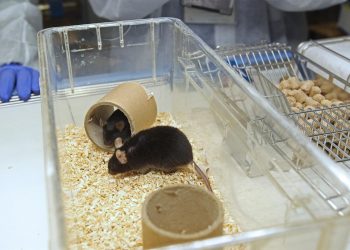 Ensayo en ratones sugiere que el cannabidiol evita replicación del SARS-CoV-2