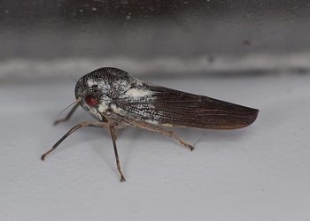 Descubren una nueva especie de insecto “increíblemente raro”