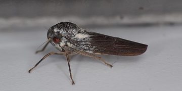 Descubren una nueva especie de insecto “increíblemente raro”