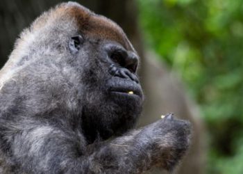 El gorila macho más viejo del mundo muere a los 61 años