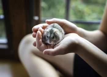 Hong Kong investiga contagio de COVID por hámsters importados de Europa