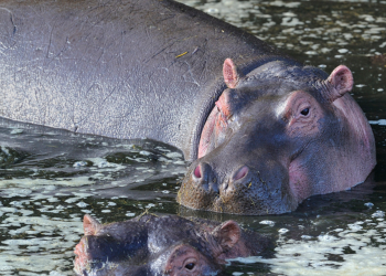 Hipopótamos responden con menos agresividad a miembros del mismo grupo, de acuerdo con estudio