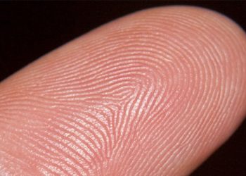 Genes de las extremidades influyen en el patrón de las huellas dactilares