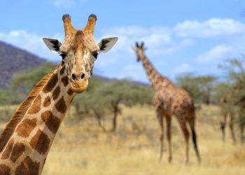 Piden devolver jirafas a África, tras malos tratos en un zoológico de Brasil