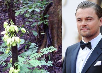 Bautizan árbol tropical en honor a Leonardo DiCaprio
