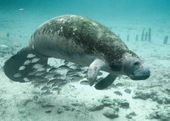 Muertes de manatíes en Florida casi duplicaron en 2021