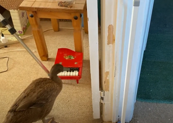VIDEO – Echo, el pato más talentoso del mundo