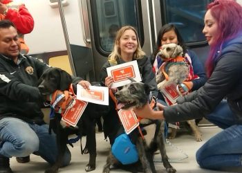 ¿Ya enviaste tu cartita a Los Reyes? Estos lomitos están listos para ayudarte a que lleguen