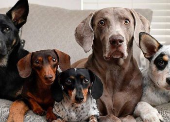 El cerebro de los perros puede distinguir entre idiomas, de acuerdo con estudio