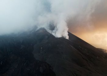 Especies endémicas de la isla de La Palma que sobrevivieron a la erupción