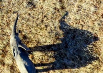 Mueren por razones desconocidas seis elefantes en una reserva de Zimbabue