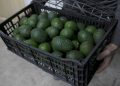 Sheinbaum anuncia reunión con EU para proteger la exportación de aguacate