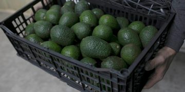 Aguacate contra las cuerdas en EU tras inseguridad en Michoacán