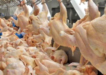 Determina Agricultura medidas para proteger avicultura nacional