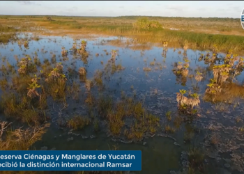 Enfoque al Instante: Reserva Ciénagas y Manglares de la Costa Norte de Yucatán recibió la distinción internacional Ramsar