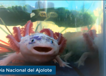 Enfoque al Instante: Hoy se conmemora el Día Nacional del Ajolote