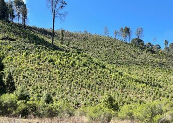 Arroja resultados positivos programa de conservación de bosques de APEAM