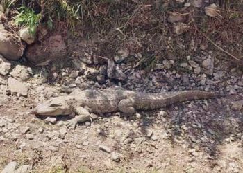 Hallan cocodrilo en localidad de Tula