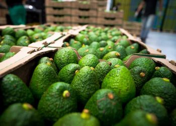 Exportaciones agroalimentarias en México registraron un récord en 2021