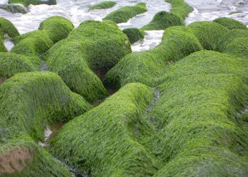 Las algas del suelo contribuyen a combatir el cambio climático