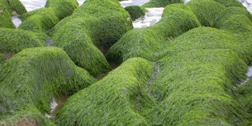Las algas del suelo contribuyen a combatir el cambio climático