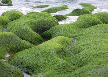 Las algas del suelo contribuyen a combatir el cambio climático, según estudio