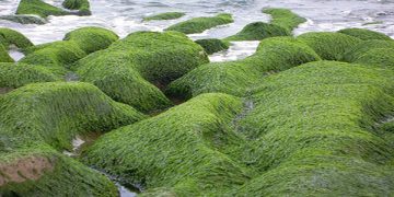 Las algas del suelo contribuyen a combatir el cambio climático, según estudio