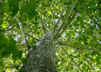 Alrededor de 9 mil 200 especies de árboles están aún por descubrirse