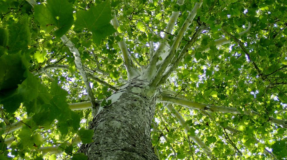 Estudio revela la importancia de los árboles más longevos en los bosques -  Enfoque Noticias