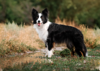 ¿Los perros pueden distinguir idiomas?