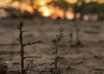 WWF: Gobiernos deben incrementar las inversiones en la lucha climática