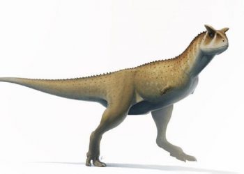 Encuentran restos de dinosaurio sin brazos