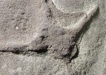 Investigadores descubren pisadas de aves y dinosaurios en Coahuila